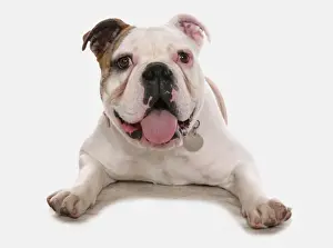 Dog Prints: Domestic Dog, Old Tyme Bulldog, adult male, laying