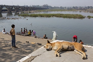Domestic Dog, Pariah Dog, adult female, sleeping, with people washing in river, near Jabalpur, Madhya Pradesh, India