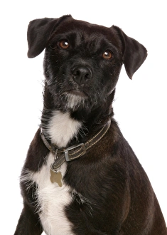 Domestic Dog, Patterdale Terrier, adult, close-up of head, with collar and tag