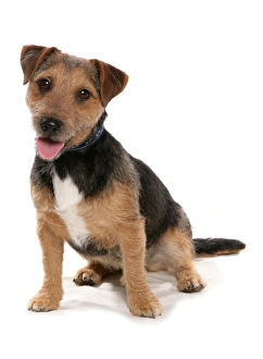 Collar Prints: Domestic Dog, Patterdale Terrier, adult, sitting, with collar