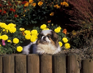 Out Side Prints: Domestic Dog, Pekingese, adult, laying on flowerbed in garden