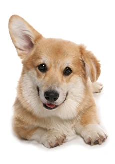 Cutout Prints: Domestic Dog, Pembroke Welsh Corgi, adult, with one ear up, laying