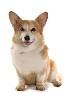 Domestic Dog, Pembroke Welsh Corgi, adult, sitting