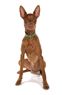 Cutout Prints: Domestic Dog, Pharaoh Hound, adult male, sitting, with collar