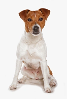 Domestic Dog, Plummer Terrier, adult female, sitting