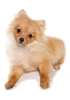 Pups Prints: Domestic Dog, Pomeranian, puppy, laying
