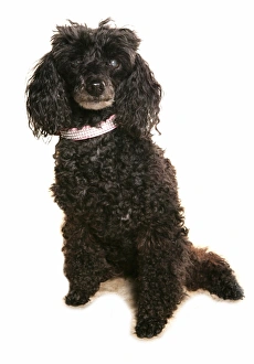 Collar Prints: Domestic Dog, Poodle, adult, blind in one eye, sitting