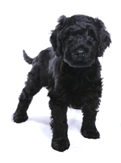 Gun Dogs Prints: Domestic Dog, Portuguese Water Dog, puppy, standing