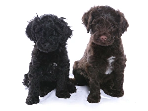 Domestic Dog, Portuguese Water Dog, two puppies, sitting