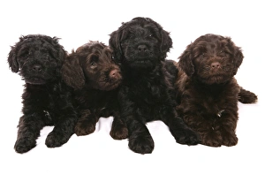 Pups Prints: Domestic Dog, Portuguese Water Dog, four puppies, laying