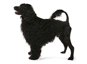 Gun Dogs Prints: Domestic Dog, Portuguese Water Dog, adult, standing