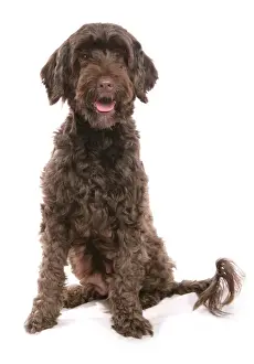 Dog Prints: Domestic Dog, Portuguese Water Dog, adult, sitting