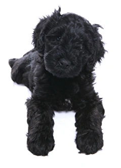 Puppies Prints: Domestic Dog, Portuguese Water Dog, puppy, laying