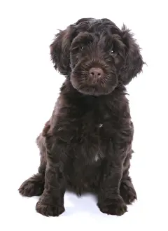 Dog Prints: Domestic Dog, Portuguese Water Dog, puppy, sitting