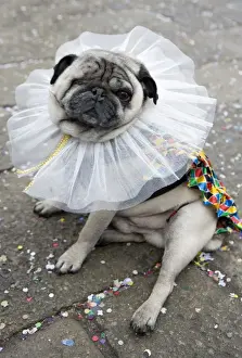 Domestic Dog, Pug, adult, dressed in fancy dress costume for carnival, Venice, Veneto, Italy, february