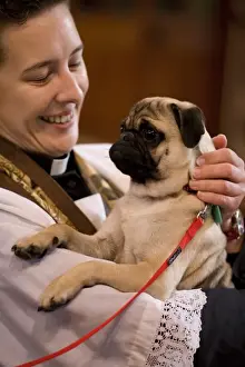 Service Prints: Domestic Dog, Pug, adult, being held by vicar during blessing at church service for pets
