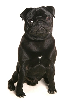 Trending: Domestic Dog, Pug, adult, sitting