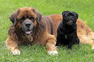 Size Prints: Domestic Dog, Pug and German Beardog