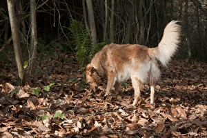 Mongrel Prints: Domestic Dog, retriever cross mongrel