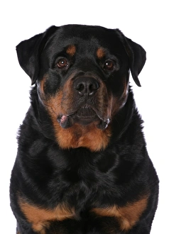 Cutout Prints: Domestic Dog, Rottweiler, adult male, close-up of head