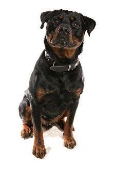Domestic Dog, Rottweiler, adult, sitting, with collar