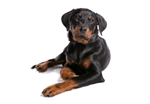 Puppies Prints: Domestic Dog, Rottweiler, male puppy, laying