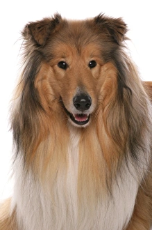 Dog Prints: Domestic Dog, Rough Collie, adult, close-up of head