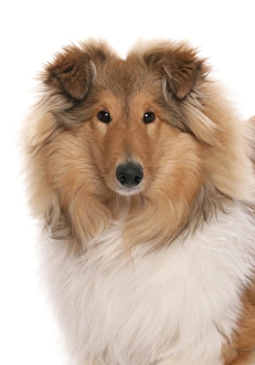 Domestic Dog, Rough Collie, puppy, close-up of head