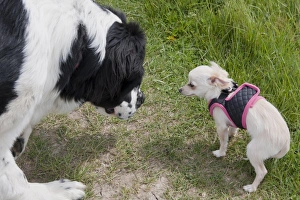 Interacting Prints: Domestic Dog, Saint Bernard, adult