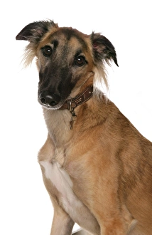 Collar Prints: Domestic Dog, Saluki, adult, close-up of head, with collar and tag