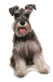 Cutout Prints: Domestic Dog, Schnauzer, adult female, sitting