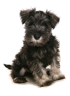 Puppies Prints: Domestic Dog, Schnauzer, puppy, sitting