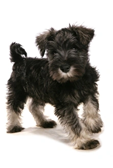 Schnauzer Prints: Domestic Dog, Schnauzer, puppy, standing
