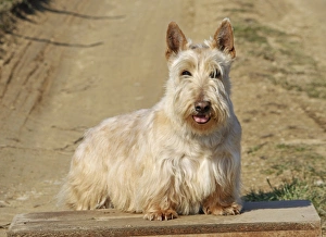 Dog Prints: Domestic Dog, Scottish Terrier, wheaten coat, adult, standing