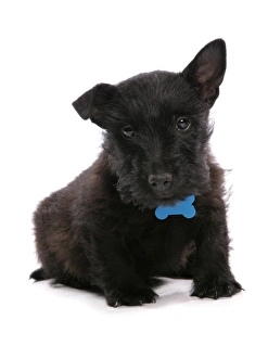Collars Prints: Domestic Dog, Scottish Terrier, puppy, with collar and tag, sitting