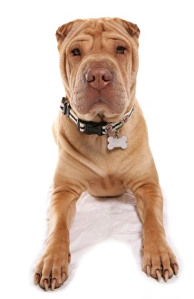 Collar Prints: Domestic Dog, Shar Pei, adult, laying, with collar and tag