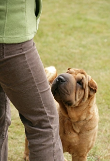 Training Prints: Domestic Dog, Shar Pei, adult, looking up at owner, England, june