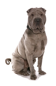 Grey Prints: Domestic Dog, Shar Pei, adult, sitting, with collar