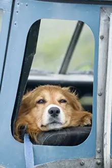 Window Prints: Domestic Dog, sheepdog, adult, looking out from open window of Land Rover farm vehicle