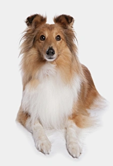 Cutout Prints: Domestic Dog, Shetland Sheepdog, adult, laying