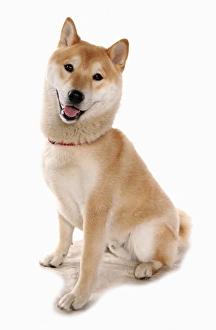 Domestic Dog, Shiba Inu, adult male, with collar, sitting