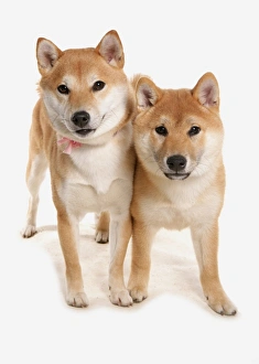 Cut Outs Prints: Domestic Dog, Shiba Inu, two adults, standing
