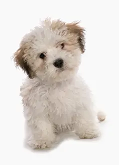 Cute Prints: Domestic Dog, Shichon (Shih Tzu x Bichon Frise) designer crossbreed, puppy, sitting