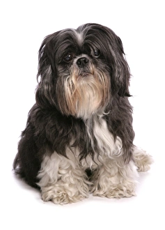Domestic Dog, Shih Tzu, adult, sitting