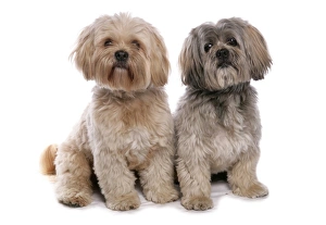 Shih Tzu Prints: Domestic Dog, Shih Tzu, two adults, sitting