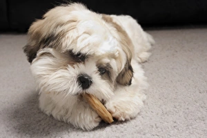 Pups Prints: Domestic Dog, Shih Tzu, puppy, chewing on hide chew, laying on carpet, England, October