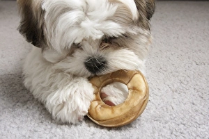 Pups Prints: Domestic Dog, Shih Tzu, puppy, close-up of head