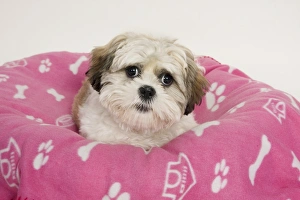Pups Prints: Domestic Dog, Shih Tzu, puppy, laying on bed