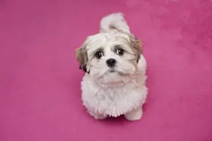 Pups Prints: Domestic Dog, Shih Tzu, puppy, sitting on pink carpet, England, October