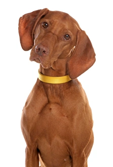Collars Prints: Domestic Dog, Short-haired Hungarian Vizsla, adult female, close-up of head, with collar